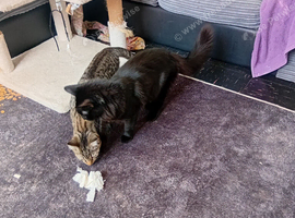 Kittens