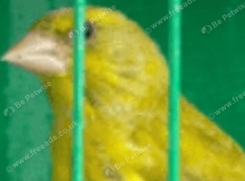 Green finches