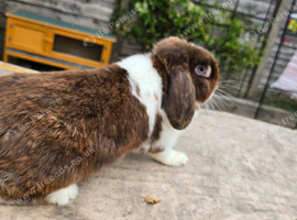 Beautiful female rabbit with blue eyes for sale