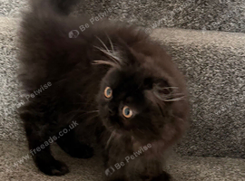Registered pedigree Persian Female kitten