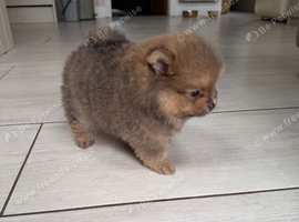 Miniature teddy bear Pomeranian puppies