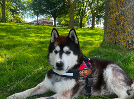 Huskamute