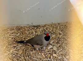 Male Hecks Finch