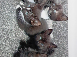 Kittens 4 sale