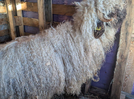 Swiss valais sheep