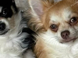 2 girls, one boys tiny chihuahuas