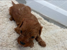 Cavapoo