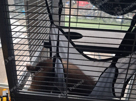 Polecat