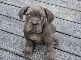 Full pedigree!!! Huge Cane Corso pups