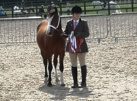 13.2 old stamp welsh c mare 9yrs old