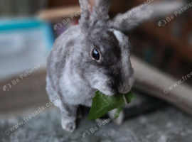 Baby velvet mini rex