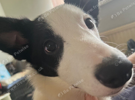 3.5 year old Black and White Collie - Alfie