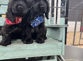 Gorgeous show cocker spaniel puppies