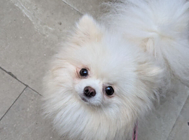 Beautiful tiny 2 year old Pomeranian
