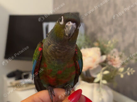 Crimson bellied conure