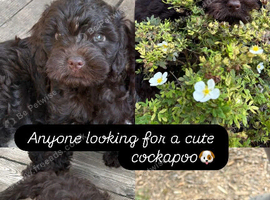 Gorgeous Cockapoo Puppies