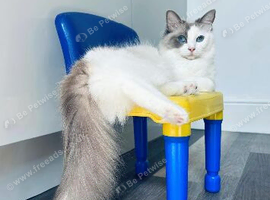 Ragdoll Cat (Female)