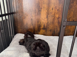 Female KC imperial Shih Tzu