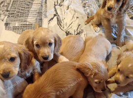 Cocker spaniels puppies for sale
