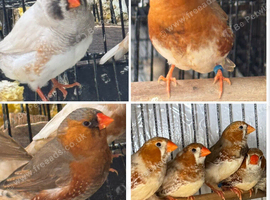 Zebra Finches