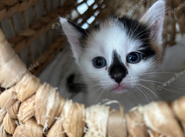 4 kittens ready to go this weekend