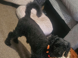 Male black poochon