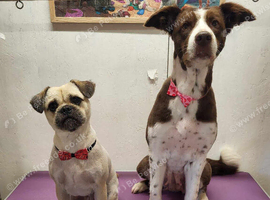 Border collie and shitzu/pug