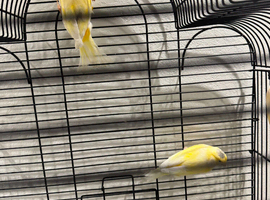Canaries
