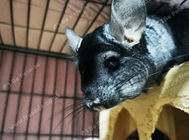 Two female chinchillas with cage. Full setup