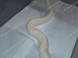 Beautiful high pied Male
