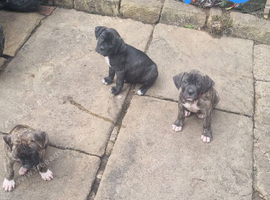 Cane corso X American bulldog