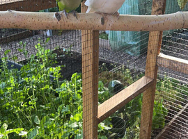 proven tammed breeding pair