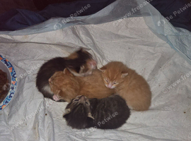 4 kittns to go