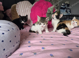 Kittens for sale.