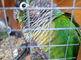 3 green cheek conures