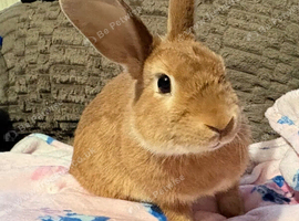 Beautiful rescue male bunny