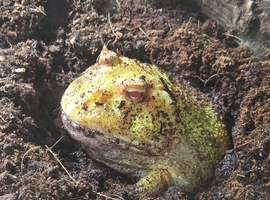 Pac-man frog