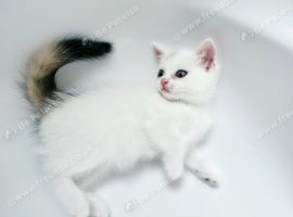Kittens Ready to Go