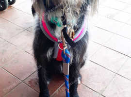 Christi'es Pet Care Services