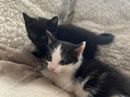 6 week old kittens looking for new home