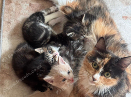 4 adorable fluffy ragdoll cross kittens 2 Left