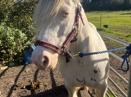 Quiet Cob mare and foal
