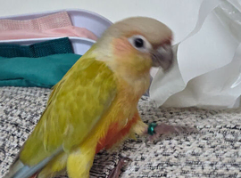3 month old conure