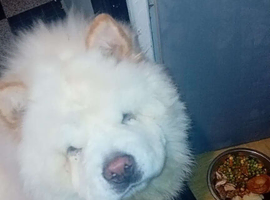 White pedigree chow chow