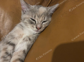 Grey and silver bengals