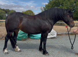Beautiful bay chunky mare