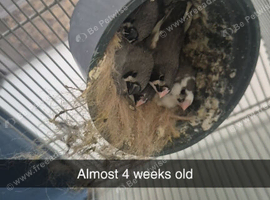 4 out of 5 zebra chicks for sale