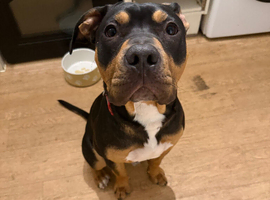 american staff x american bully