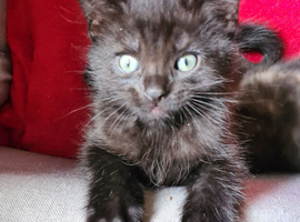 Bengal x Maine coon