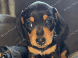 Miniature daschund female